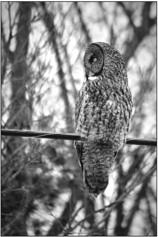 Gray owl turning its head