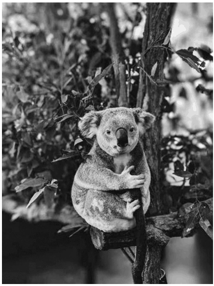 Koala in a Tree