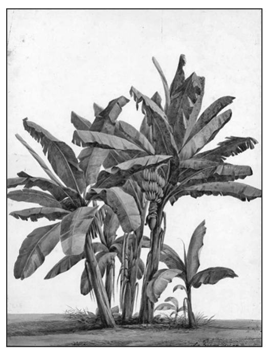 Banana Trees painted by Louise von Panhuys
