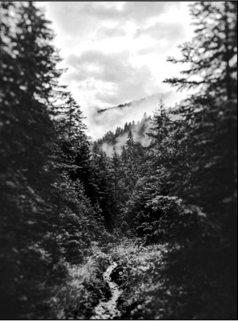 Forest Mountain Trail