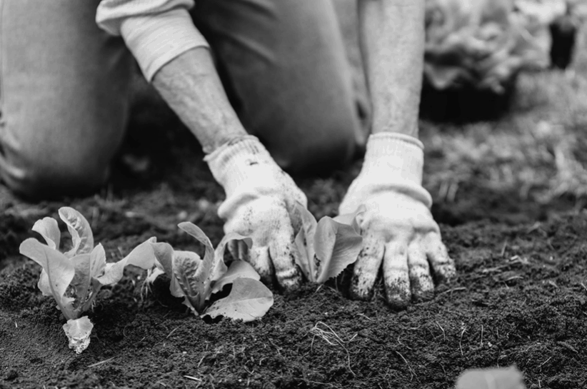 Planting Young Plants