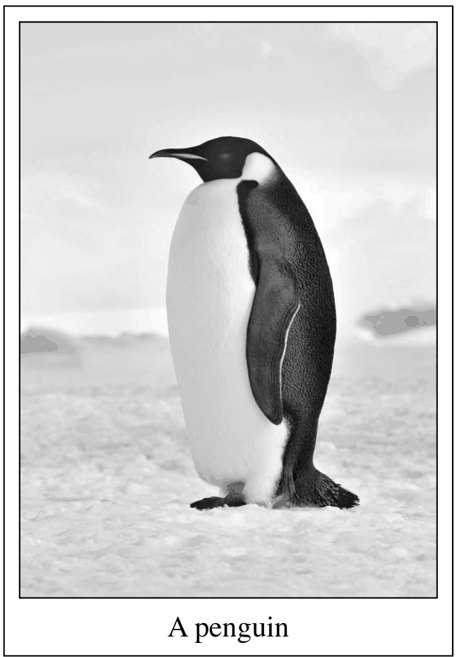 A penguin