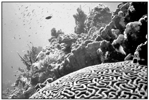 Coral Reef in Florida.