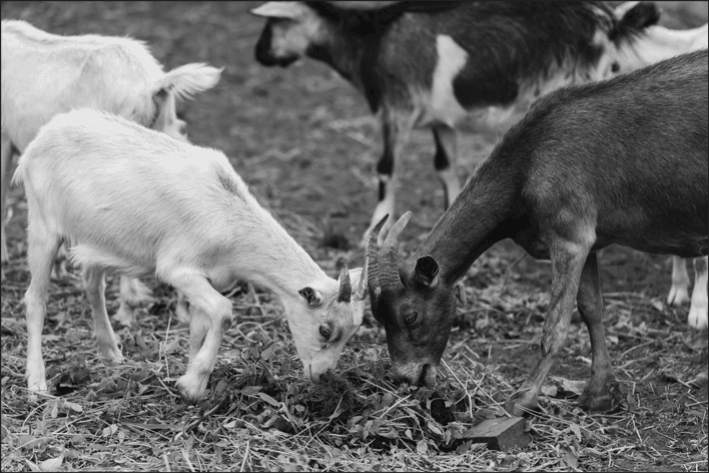 Goats