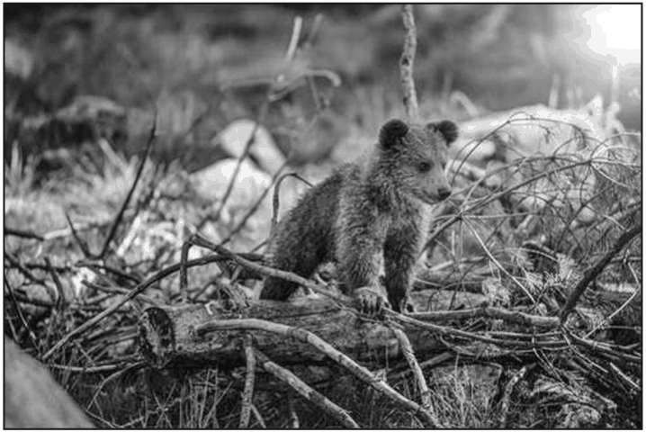 Brown bear on brown wood