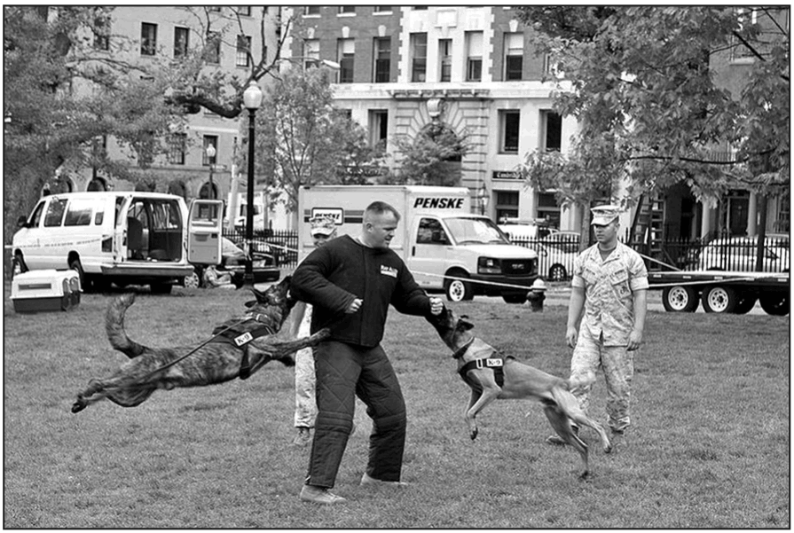Military police dogs in training