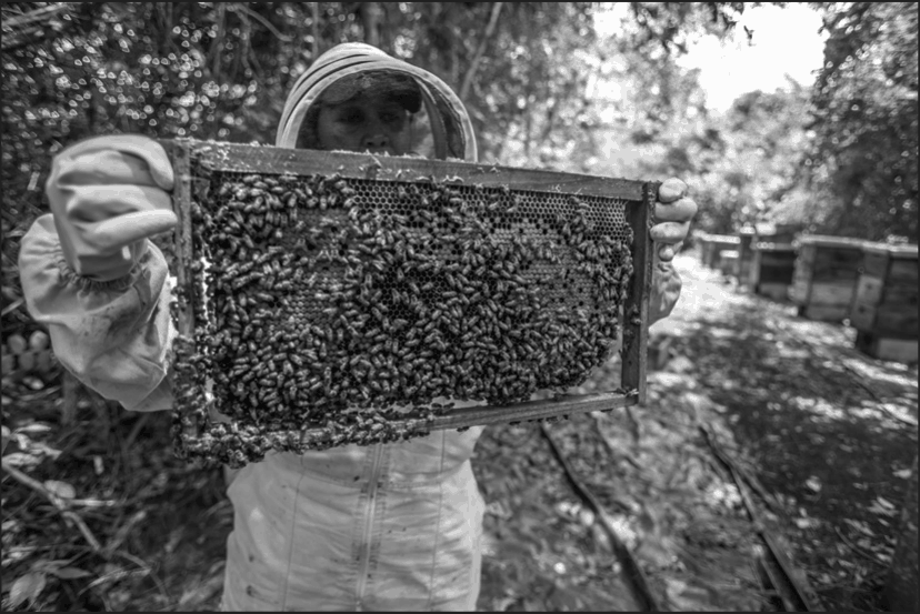 Man with many bees. He's wearing special clothes.