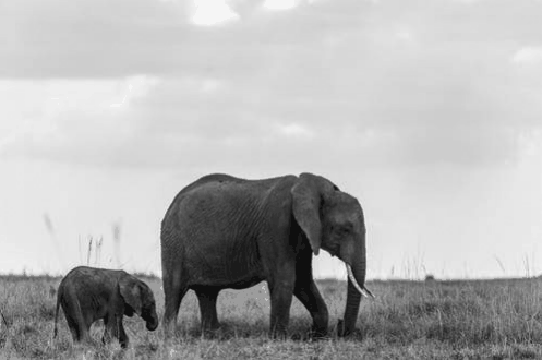 Baby elephant and mother in nature