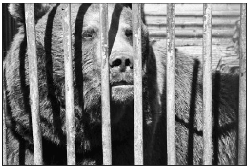 A bear in a cage